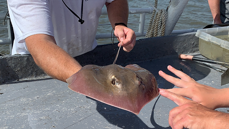 Stingray on Lady Jane shrimping excursion