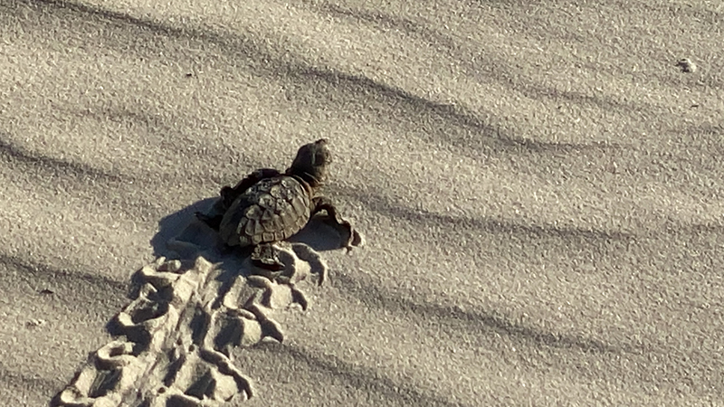 Baby sea turtle hatchling heading to the ocean